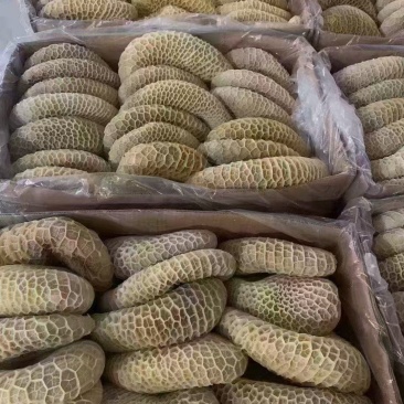 金钱肚