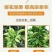 14羟基芸苔素增产生根促苗调节平衡