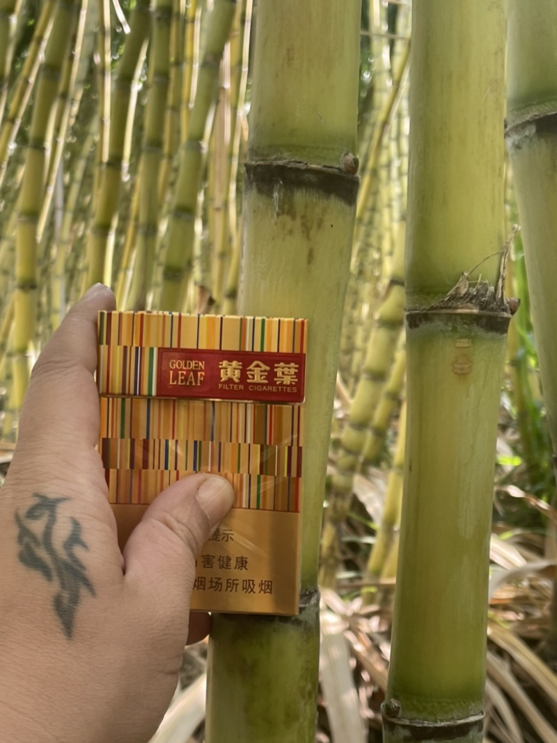 黄皮甘蔗大量供应自己基地一手货源保质保量欢迎致电