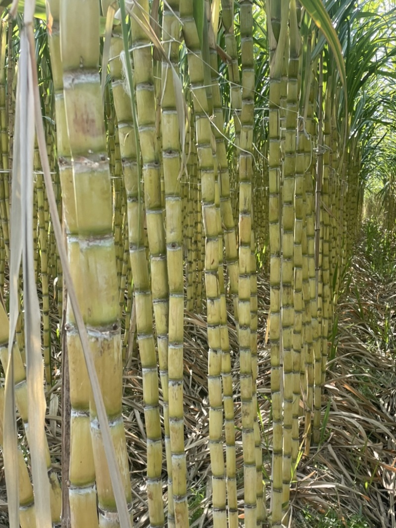 黄皮甘蔗大量供应自己基地一手货源保质保量欢迎致电