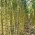 黄皮甘蔗大量供应自己基地一手货源保质保量欢迎致电