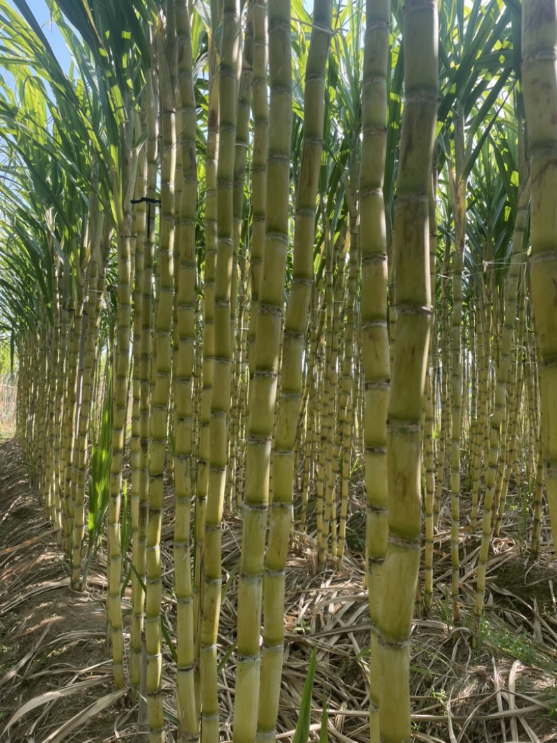 黄皮甘蔗大量供应自己基地一手货源保质保量欢迎致电