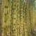 黄皮甘蔗大量供应自己基地一手货源保质保量欢迎致电