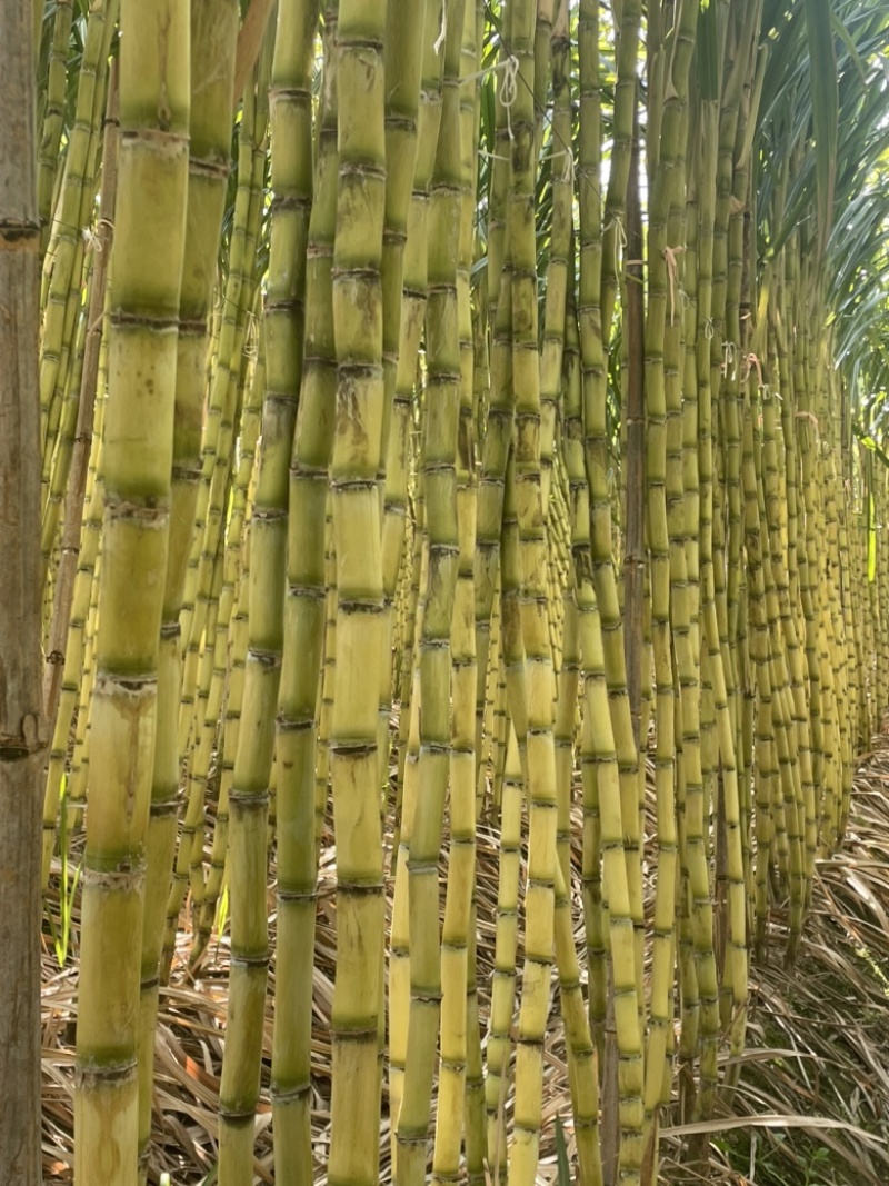 黄皮甘蔗大量供应自己基地一手货源保质保量欢迎致电