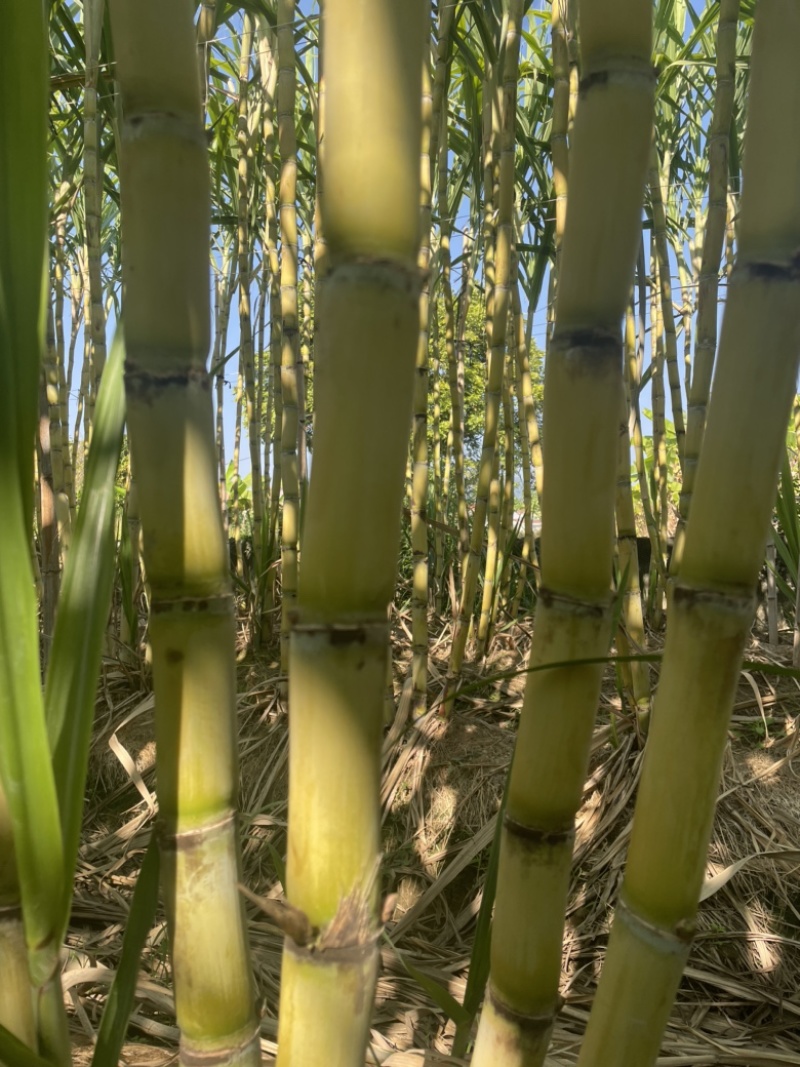 黄皮甘蔗大量供应自己基地一手货源保质保量欢迎致电