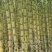 黄皮甘蔗大量供应自己基地一手货源保质保量欢迎致电