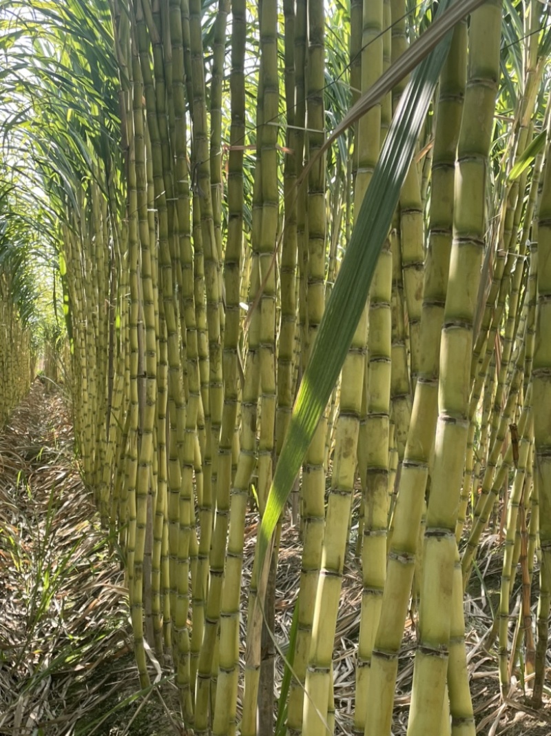 黄皮甘蔗大量供应自己基地一手货源保质保量欢迎致电