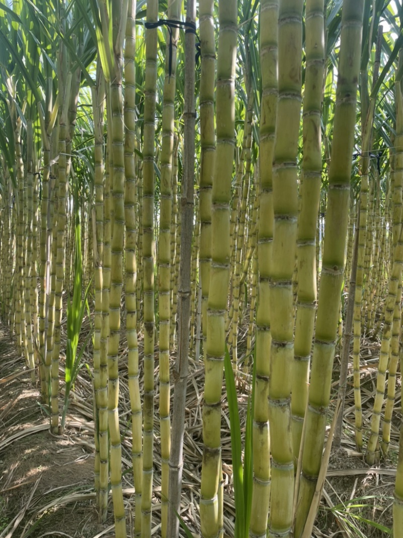 黄皮甘蔗大量供应自己基地一手货源保质保量欢迎致电