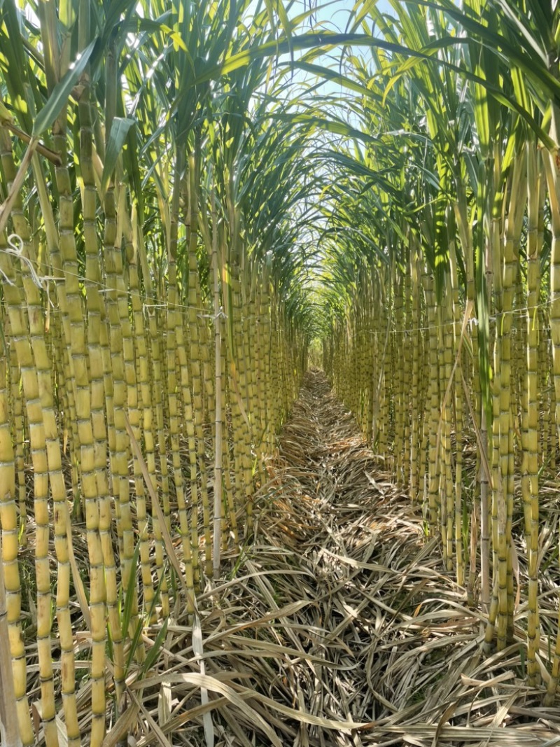 黄皮甘蔗大量供应自己基地一手货源保质保量欢迎致电