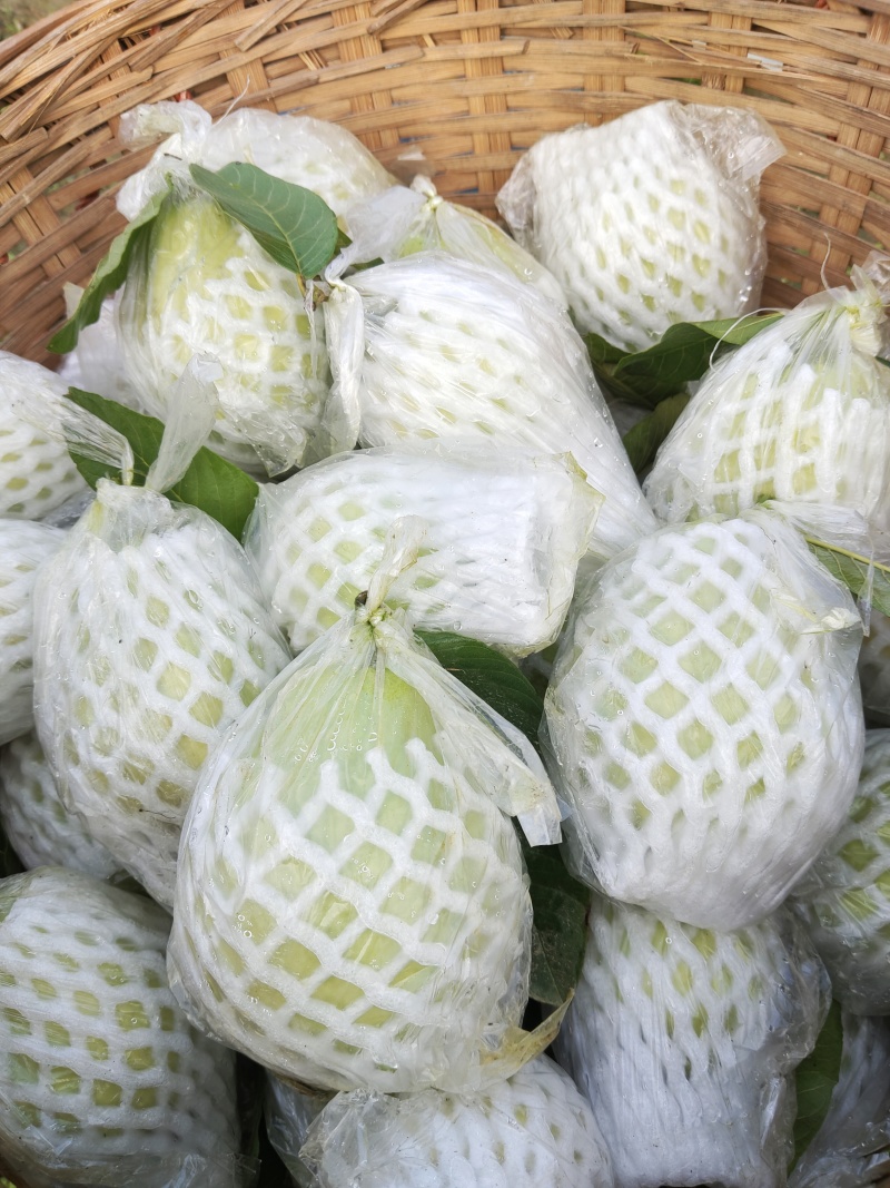 红心芭乐
