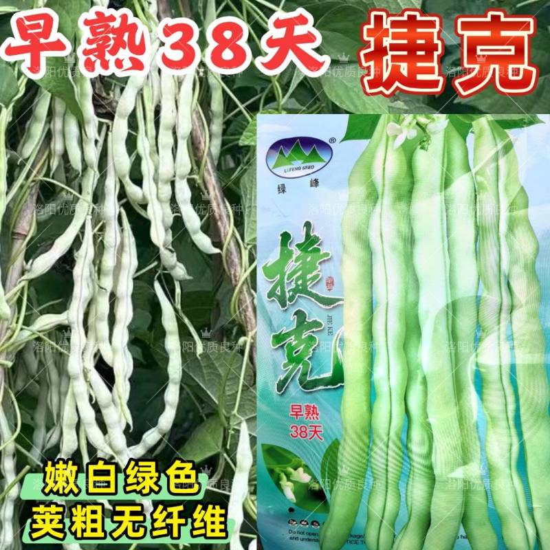 早熟38天架豆种子捷克春不老早春白荚绿色四季豆芸豆春秋豆