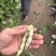 早熟38天架豆种子捷克春不老早春白荚绿色四季豆芸豆春秋豆