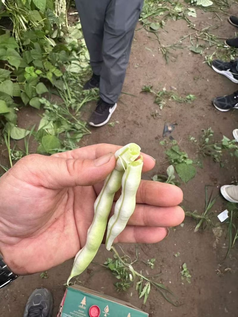 早熟38天架豆种子捷克春不老早春白荚绿色四季豆芸豆春秋豆