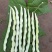 早熟38天架豆种子捷克春不老早春白荚绿色四季豆芸豆春秋豆