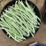 早熟38天架豆种子捷克春不老早春白荚绿色四季豆芸豆春秋豆