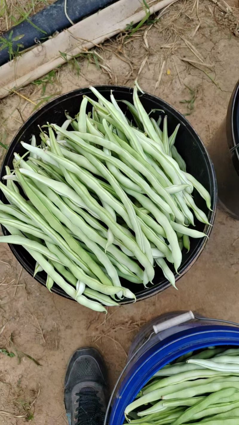 早熟38天架豆种子捷克春不老早春白荚绿色四季豆芸豆春秋豆