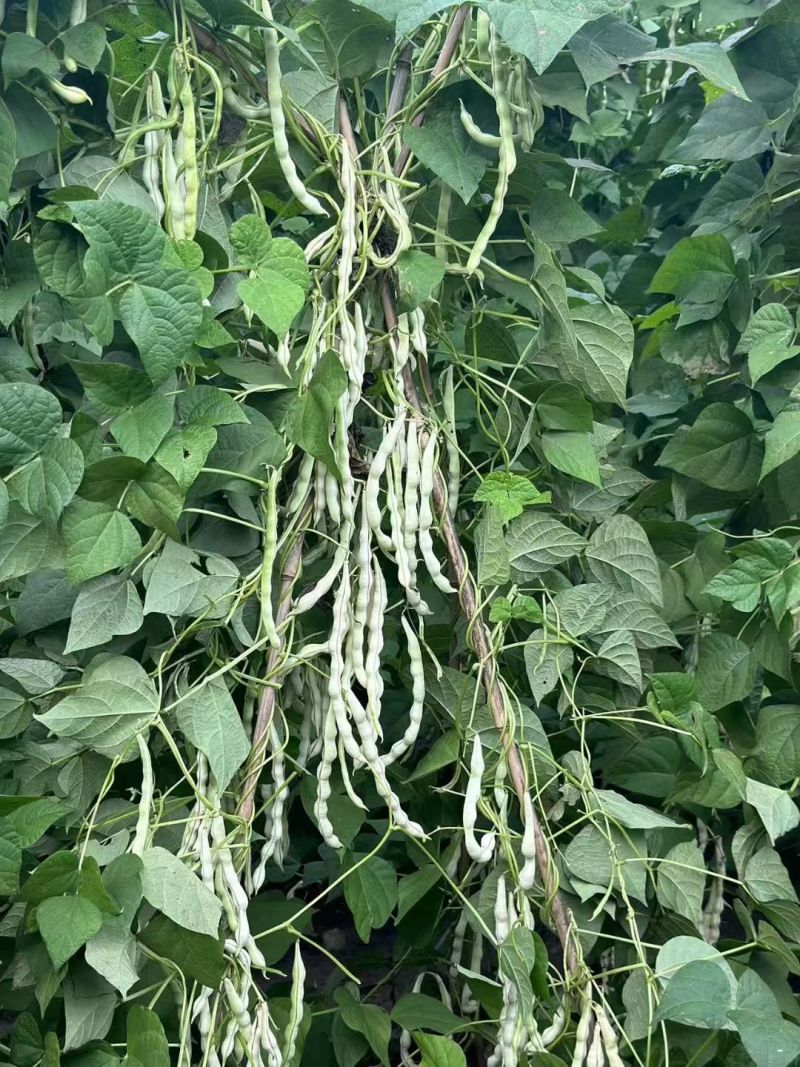 早熟38天架豆种子捷克春不老早春白荚绿色四季豆芸豆春秋豆