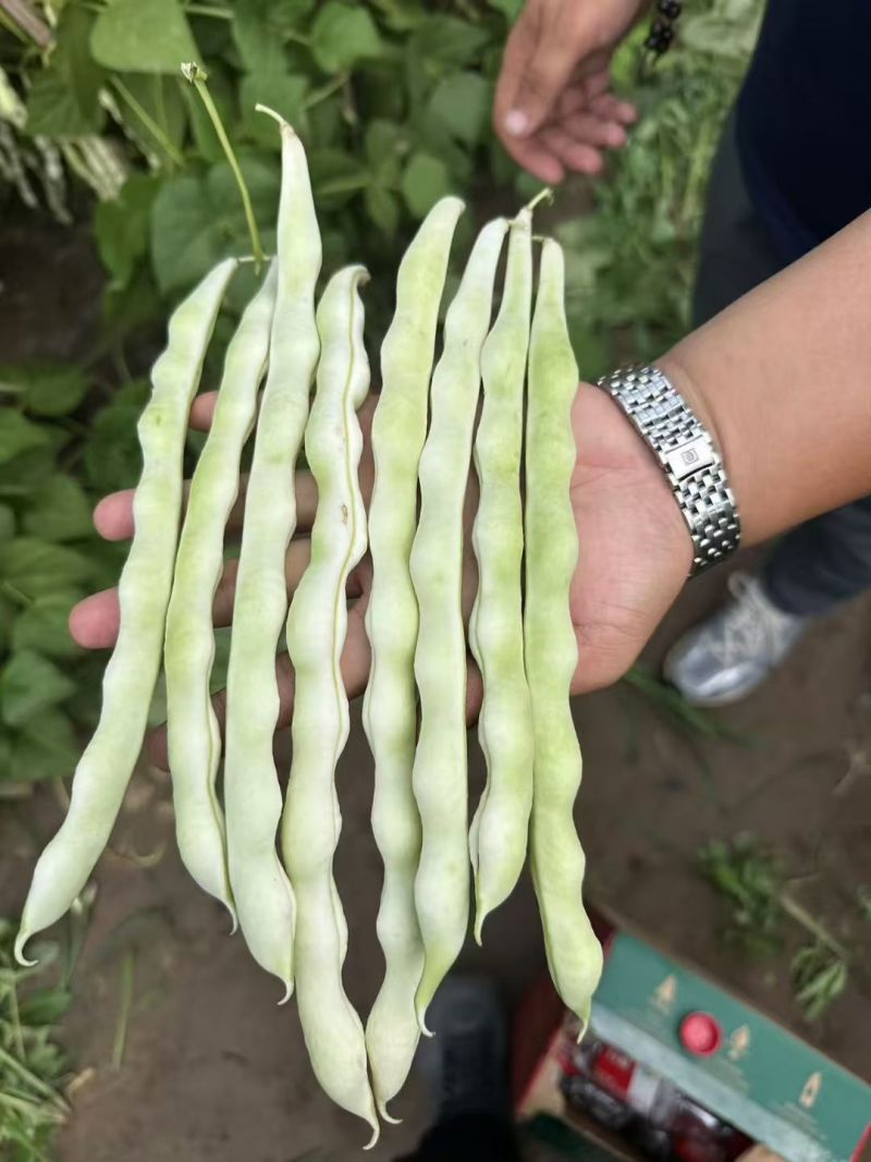 早熟38天架豆种子捷克春不老早春白荚绿色四季豆芸豆春秋豆
