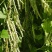 早熟38天架豆种子捷克春不老早春白荚绿色四季豆芸豆春秋豆