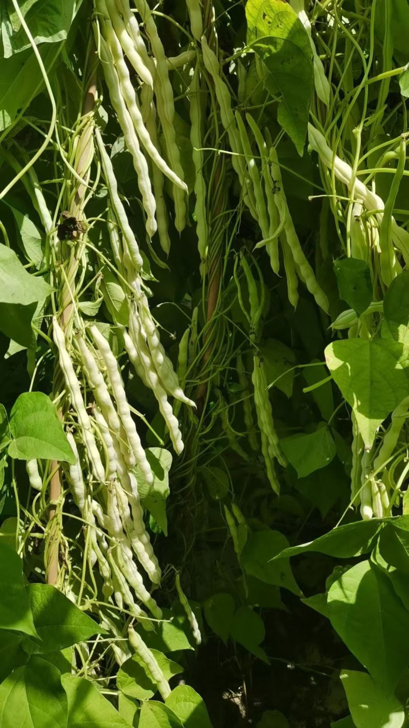 早熟38天架豆种子捷克春不老早春白荚绿色四季豆芸豆春秋豆