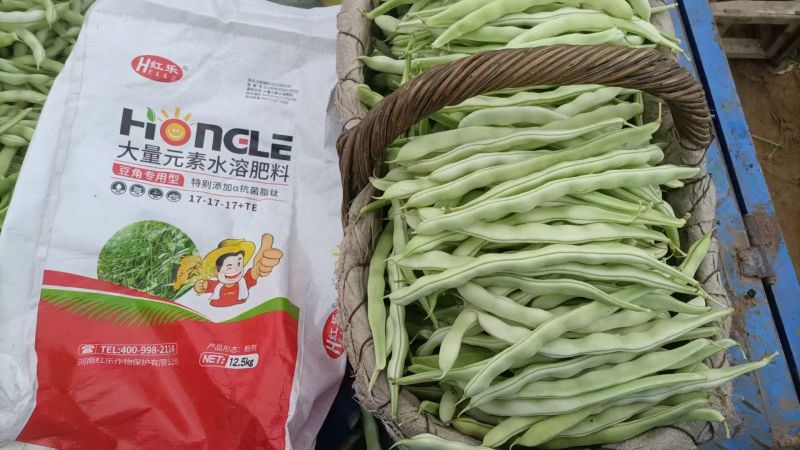 早熟38天架豆种子捷克春不老早春白荚绿色四季豆芸豆春秋豆