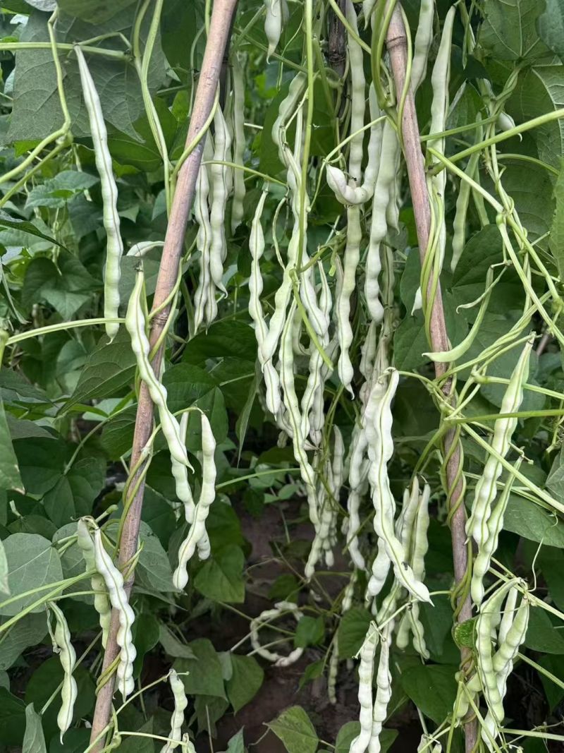早熟38天架豆种子捷克春不老早春白荚绿色四季豆芸豆春秋豆