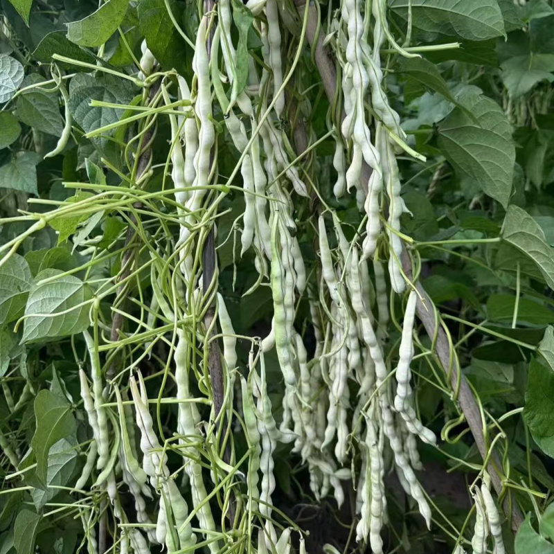 早熟38天架豆种子捷克春不老早春白荚绿色四季豆芸豆春秋豆