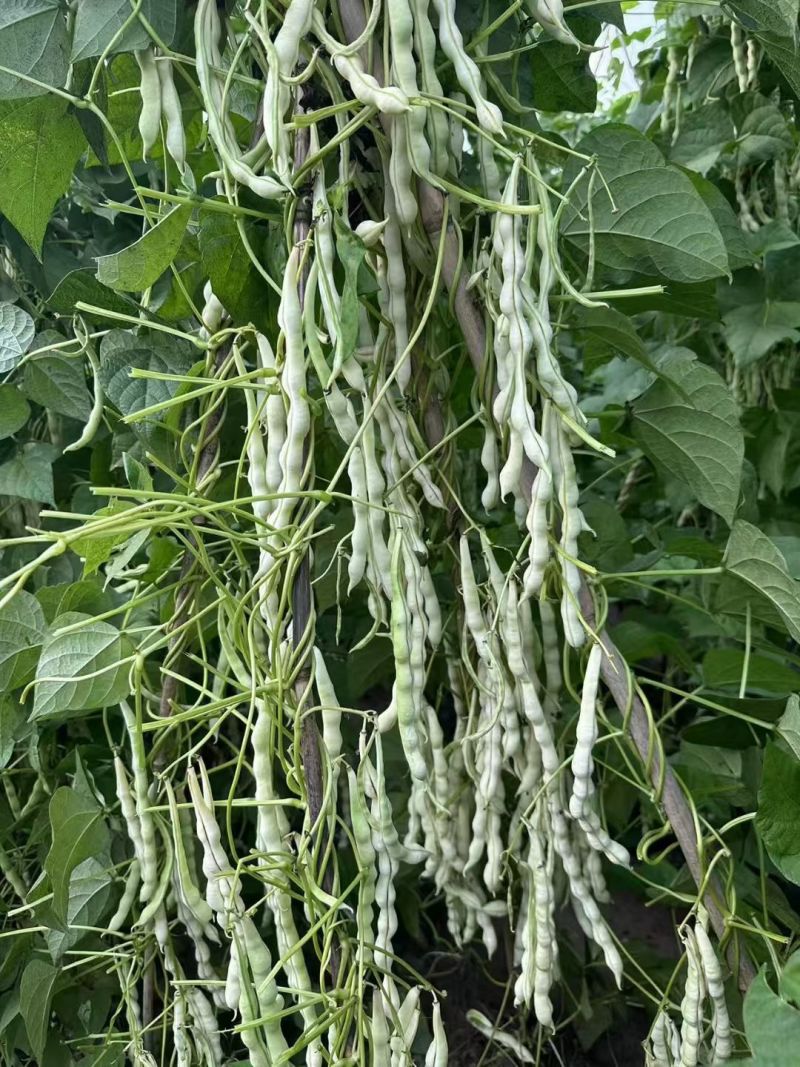 早熟38天架豆种子捷克春不老早春白荚绿色四季豆芸豆春秋豆