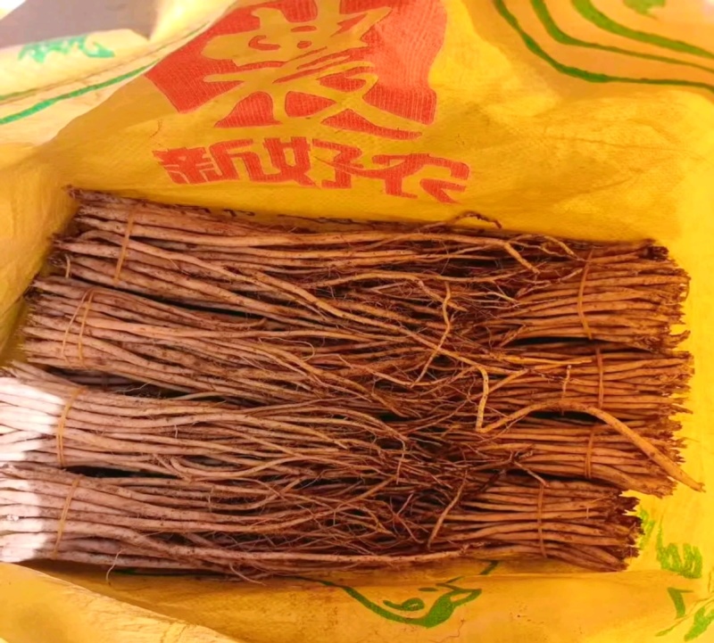 贵州威宁党参苗