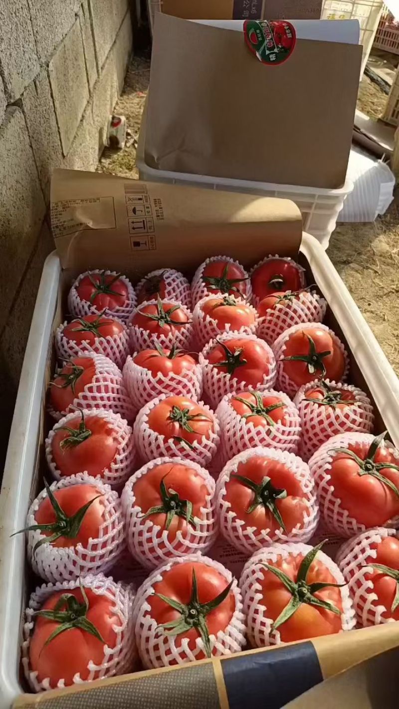 东海桃林精品西红柿