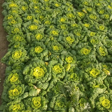 精品黄心菜
