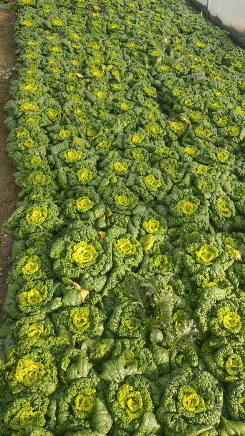 精品黄心菜