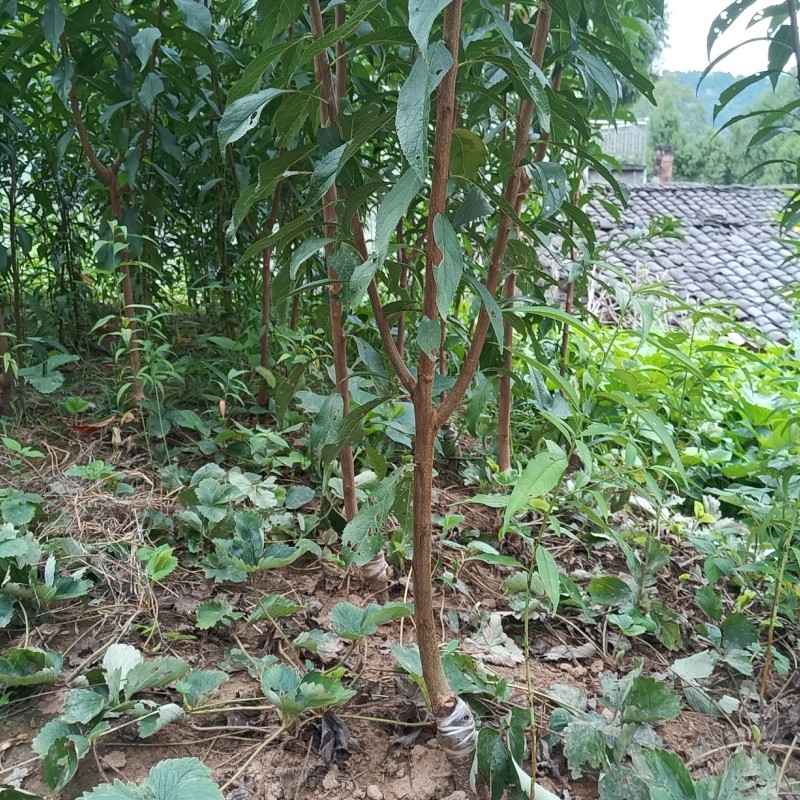 【基地直发】正宗四川蜂糖李子苗产地优选量大从优批发货源足