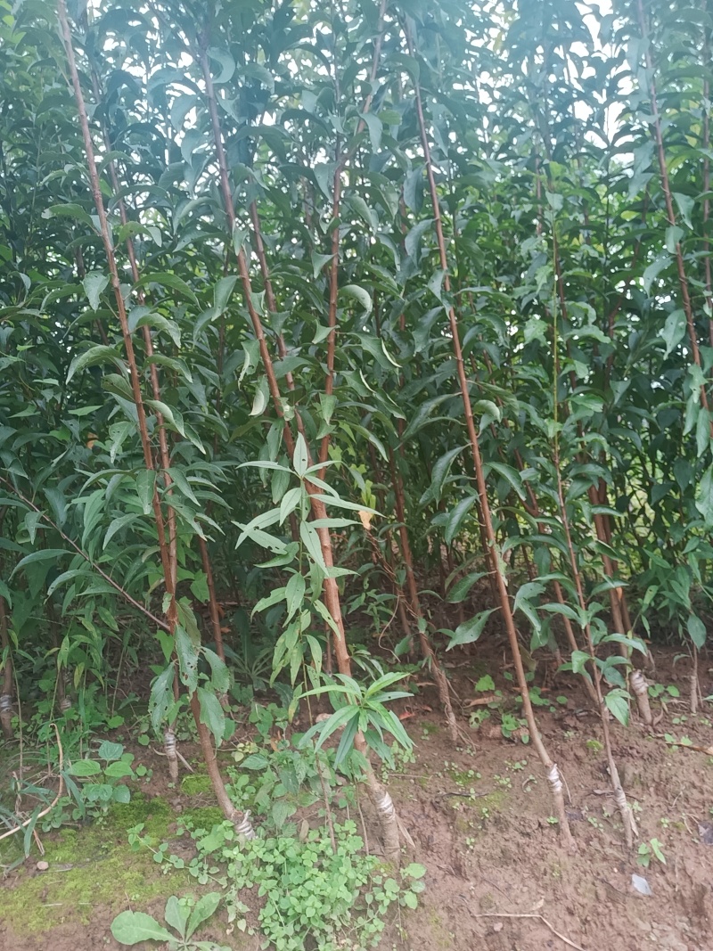 【基地直发】正宗四川蜂糖李子苗产地优选量大从优批发货源足