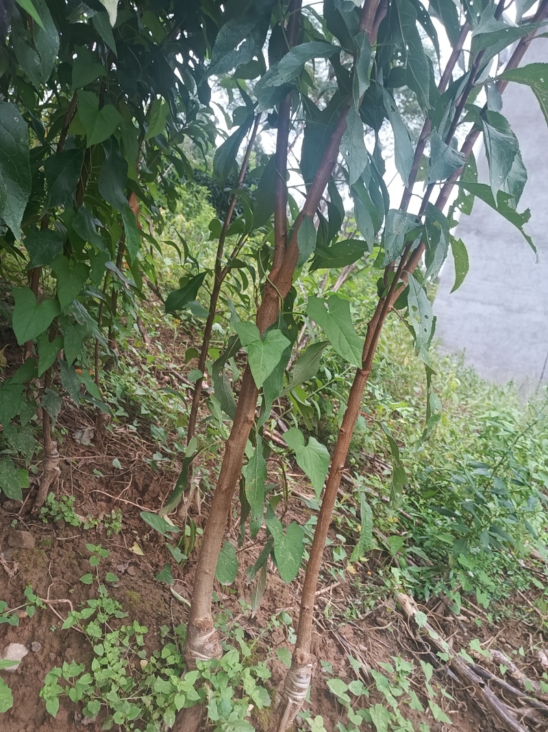 【基地直发】正宗四川蜂糖李子苗产地优选量大从优批发货源足