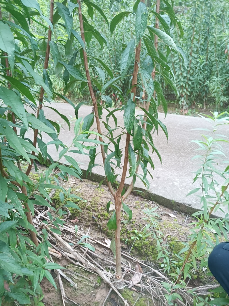 【基地直发】正宗四川蜂糖李子苗产地优选量大从优批发货源足