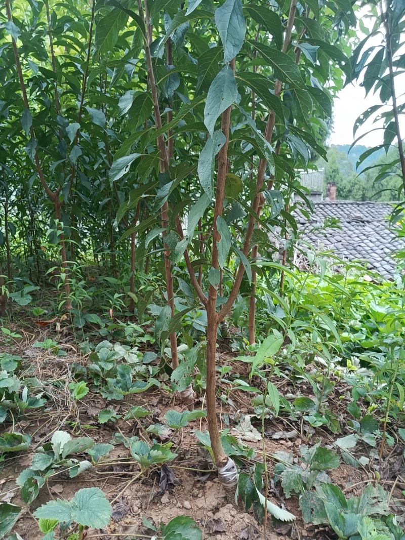 【基地直发】正宗四川蜂糖李子苗产地优选量大从优批发货源足