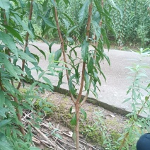 【基地直发】正宗四川蜂糖李子苗产地优选量大从优批发货源足