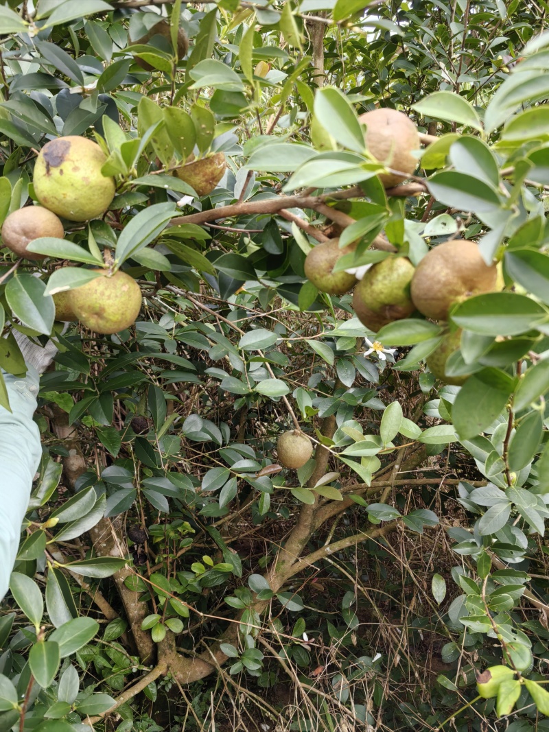 正宗海南琼中山柚油