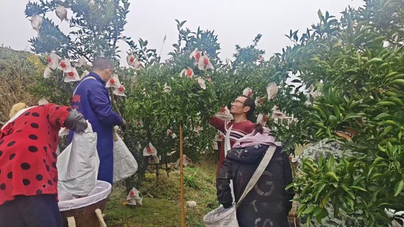 四川耙耙柑/春见柑桔/大量现货供应，诚信经营，实力代办