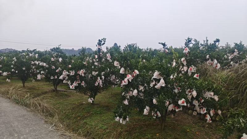 四川耙耙柑/春见柑桔/大量现货供应，诚信经营，实力代办