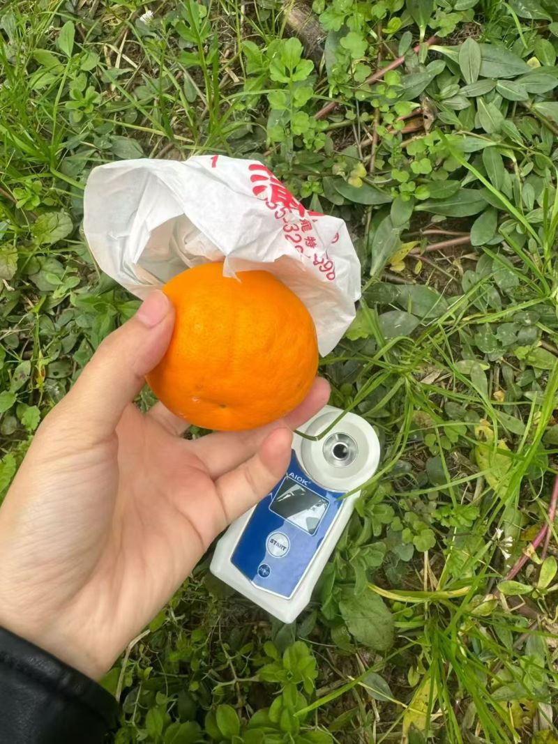四川耙耙柑/春见柑桔/大量现货供应，诚信经营，实力代办