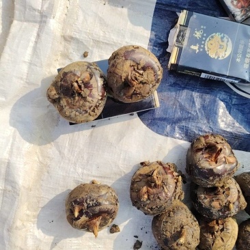 广西荔浦马蹄，清甜消渣，
