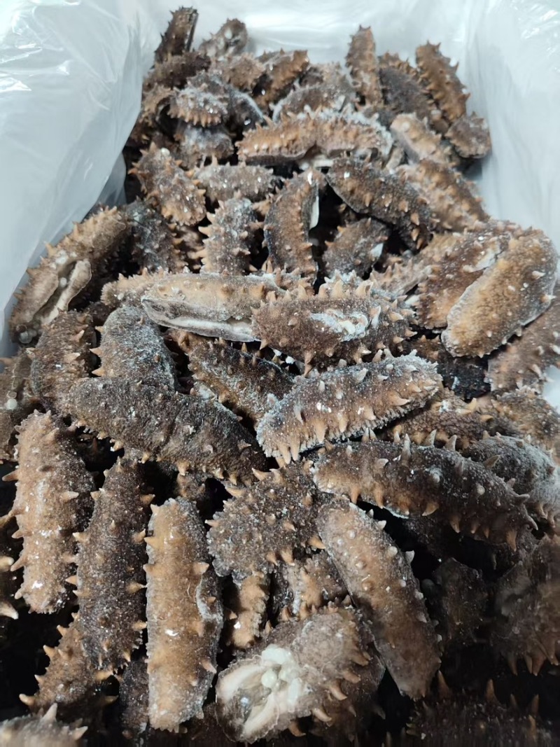 大连辽参鲜食口感3-8头有需要的联系