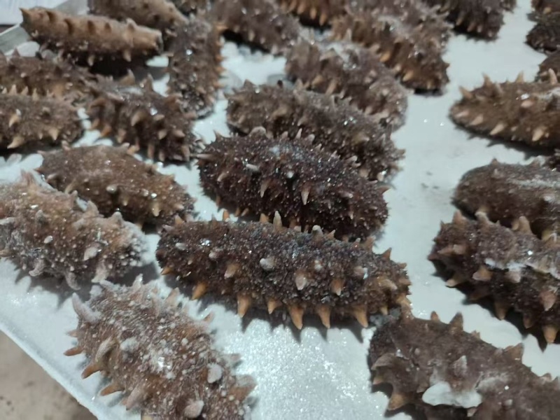 大连辽参鲜食口感3-8头有需要的联系