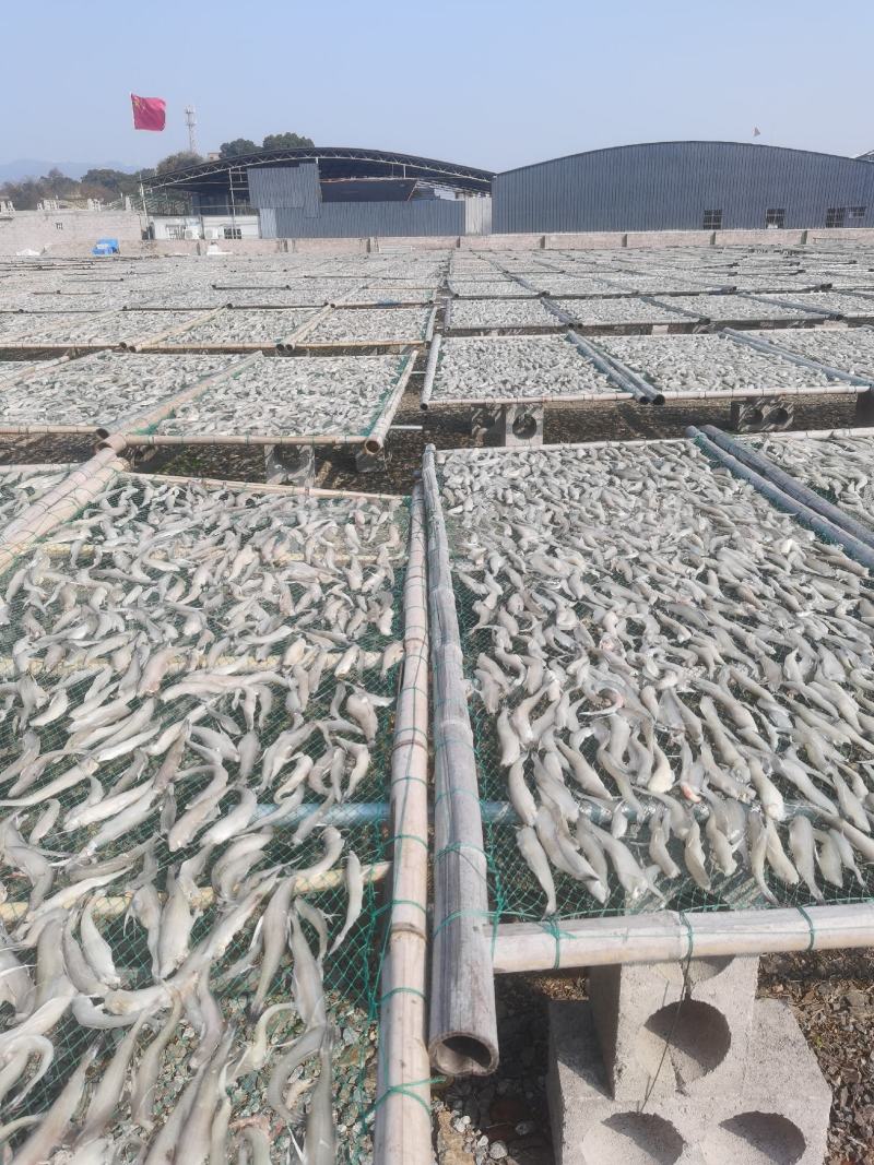 龙头鱼干干