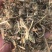 鸭舌草，安徽亳州产区