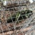 蝈蝈