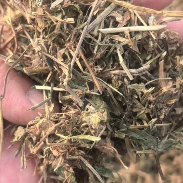 鸭舌草，安徽亳州产区