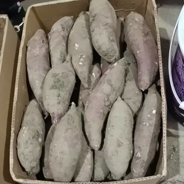 岳龙红瑶烟薯